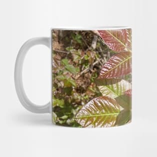 Leaves of Three Leave Them Be Mug